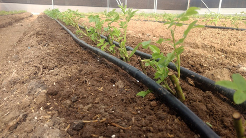 CONECTOR UNION CINTA MANGUERA 17 X 16 BOLSA 100U HDPE, POELSAN - Imagen 2